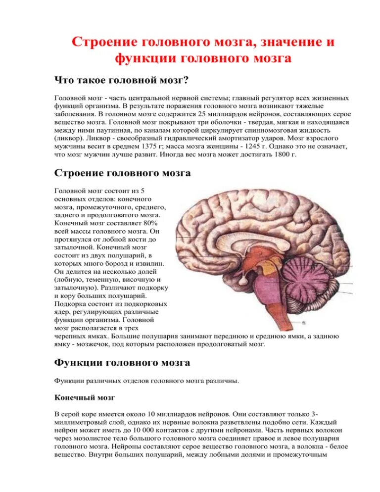 Функция головного мозга животных. Головной мозг строение и функции. Строение ЭИ функицииголовного мозга. Функции головного мозга животных. Функции головного мозга таблица.