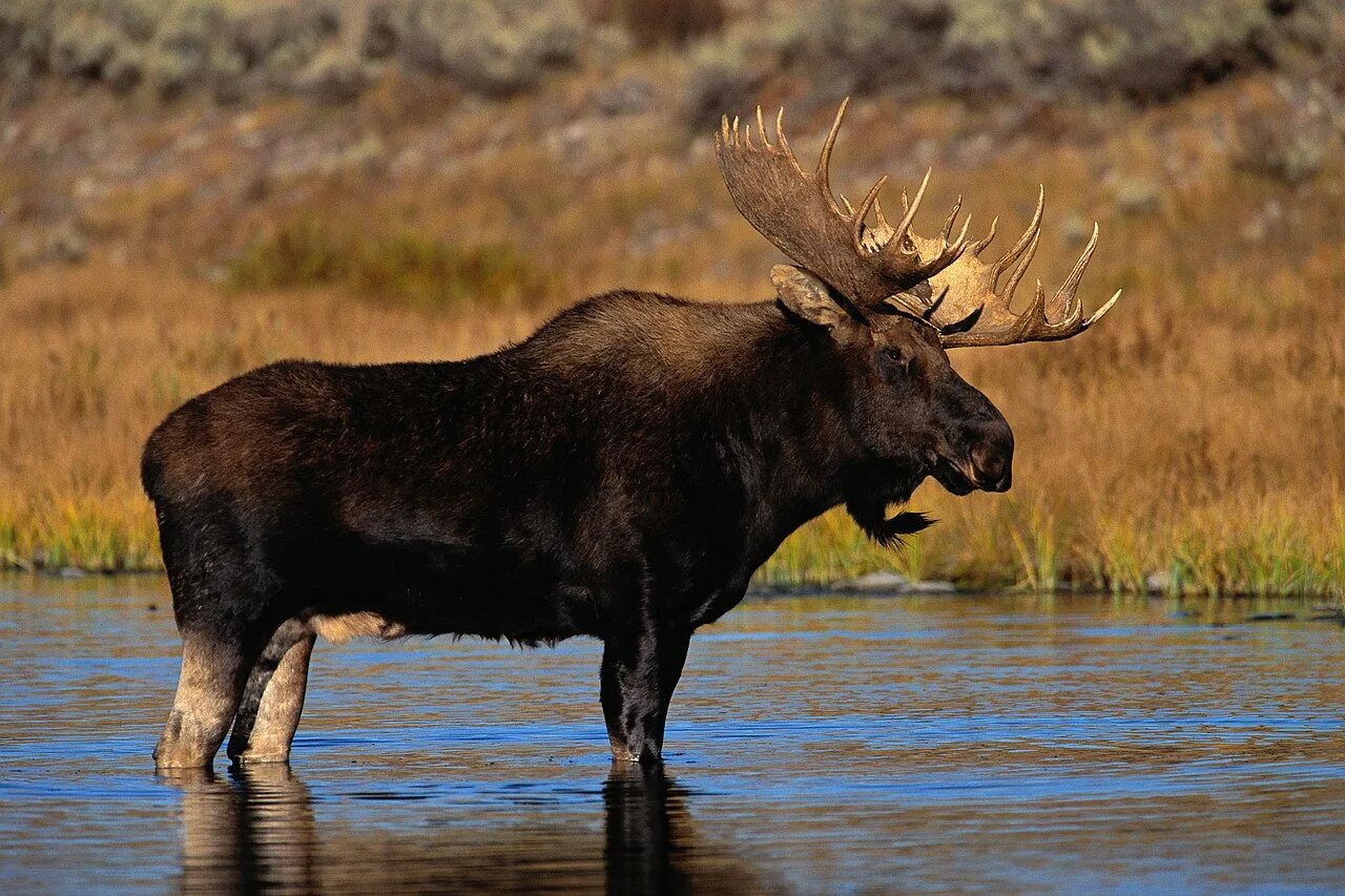 Европейский Лось alces alces. Ильменский заповедник Лось. Восточносибирский Лось. Таежный Лось. Животные средней сибири