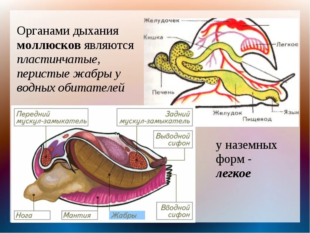 Класс моллюски органы дыхания