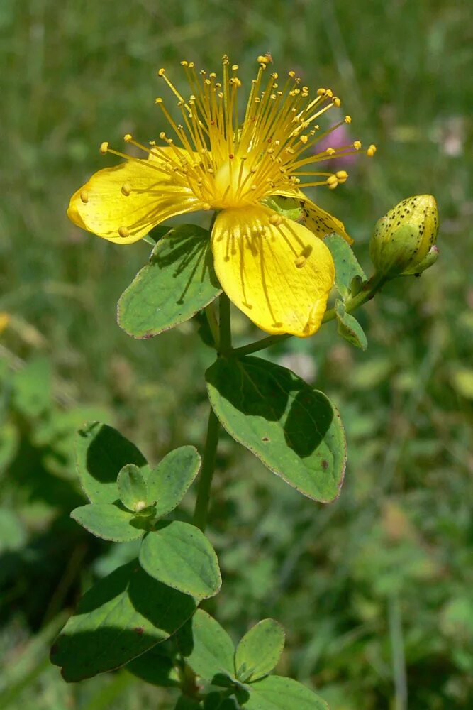 Зверобой пятнистый Hypericum maculatum. Зверобой продырявленный зверобой пятнистый. Зверобой продырявленный (Hypericum perforatum). Hypericum perforatum трава. Зверобой пятнистый