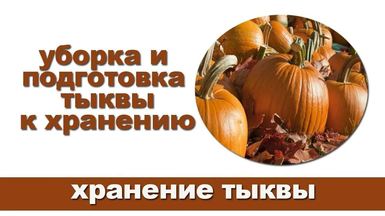 Овощи которые срезают с грядки. Уборка тыквы сроки. Хранение тыквы. Когда убирают тыкву с огорода. Тыква растет.