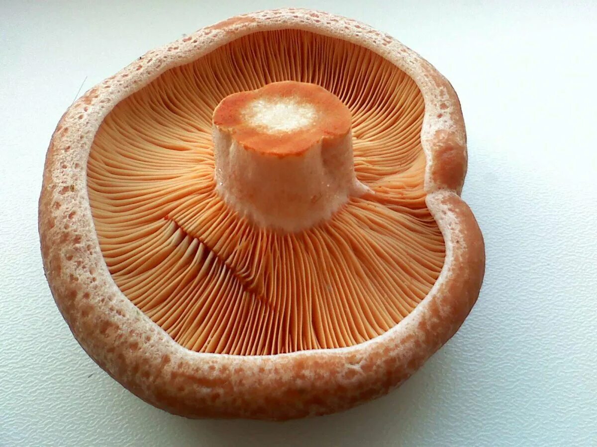 Срез грибов. Рыжик настоящий Lactarius deliciosus. Рыжики пластинчатые грибы. Шляпочные грибы съедобные Рыжик. Гриб Рыжик на срезе.