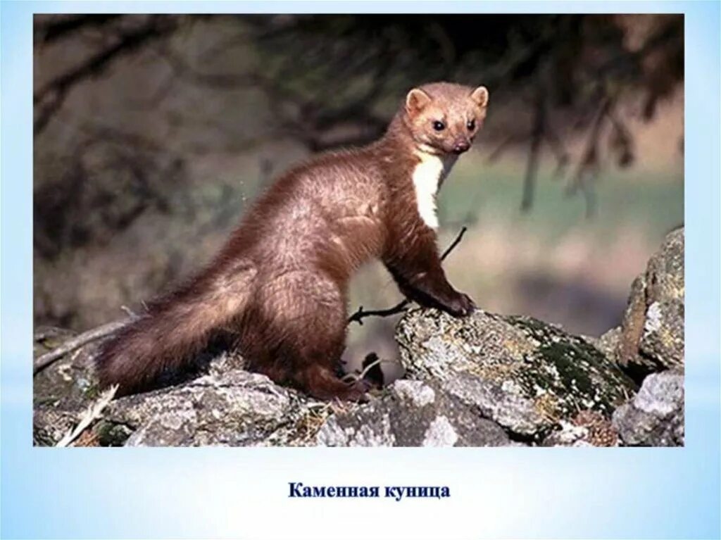 Животный мир кузбасса презентация