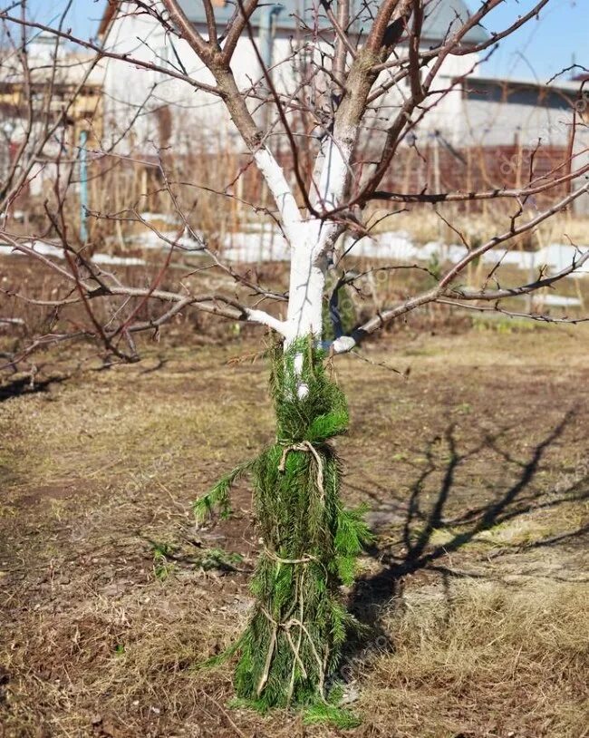 Укрытие лапником яблони. Защита деревьев. Укрытие стволов деревьев. Укрытие деревьев от Зайцев. Можно ли спасти яблоню