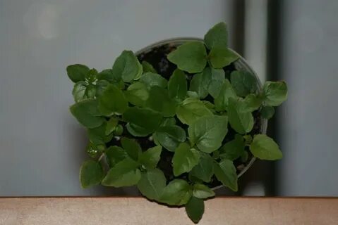Фикус эдем из семян
