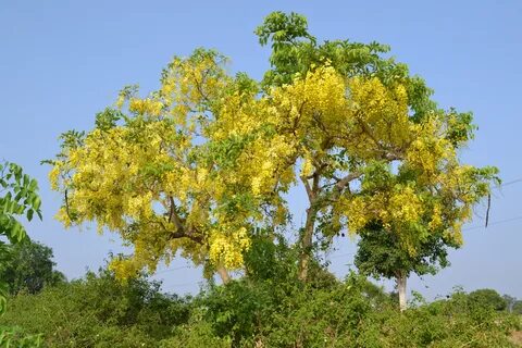 Cassia