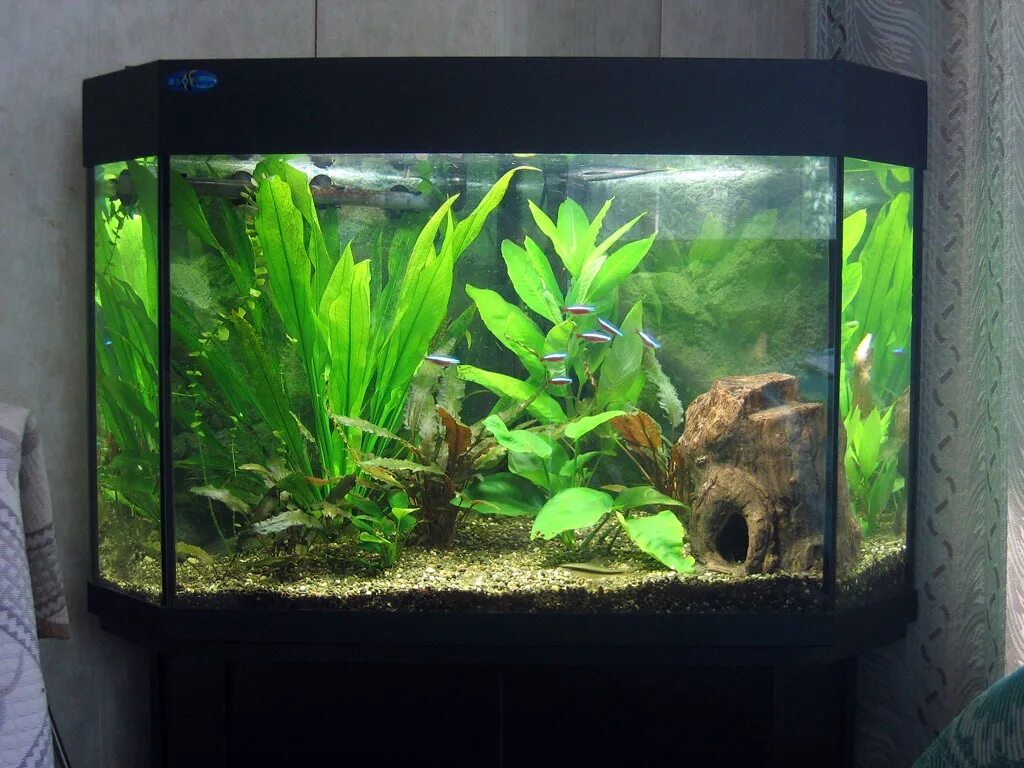 Аквариум 30 литров скалярии. Аквариум с растениями и рыбками. Аквариум домашний с рыбками. Рыбки для аквариума 100 литров.