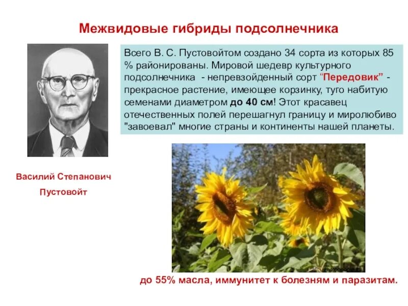 5 межвидовых гибридов. Пустовойт селекционер. Пустовойт селекционер сорт.