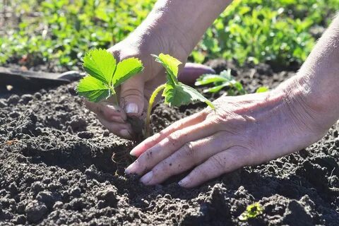 Время обработки клубники весной