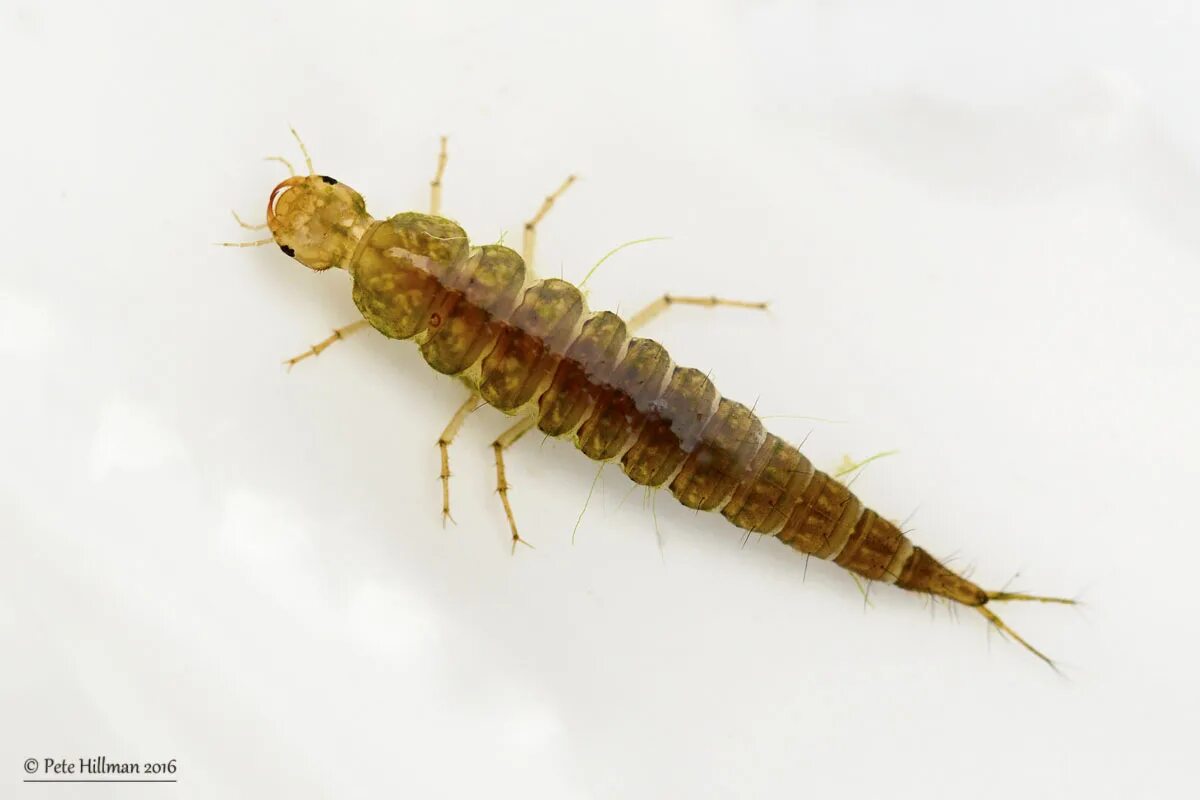 Dytiscus marginalis - Larva. Личинка Dytiscus marginalis. Личинка плавунца Dytiscus. Наяда личинка плавунца.