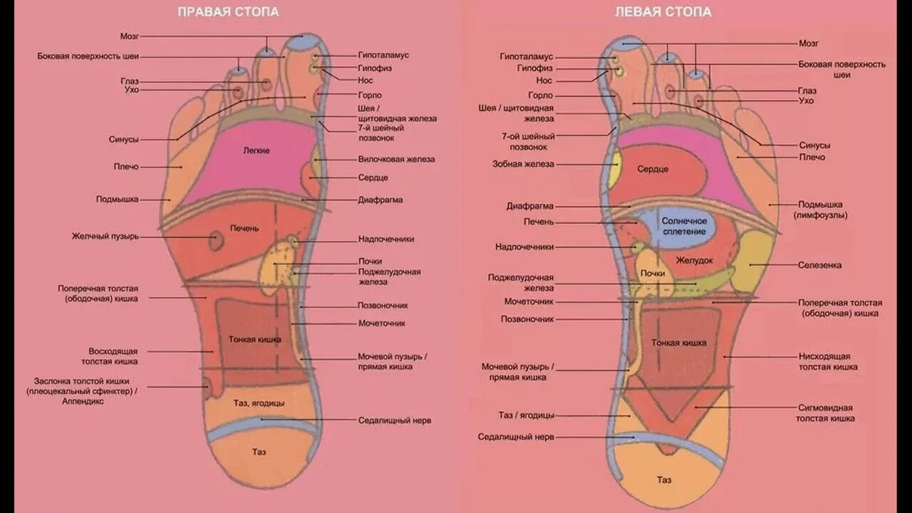 Акупунктура стопы человека схема. Рефлекторные зоны стопы схема органы. Рефлексотерапия. Рефлекторные зоны стоп. Активные точки на стопах ног. Точки на подошве ног