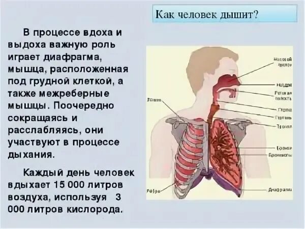 Дыхательная система 4 класс. Как дышит человек. Дыхательная система человека при вдохе. Человечек вдыхает и выдыхает. Много информации о легких