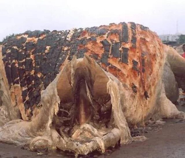 Дроны ведьмы. Милохин на пмэф. Форум странных. Милохин на пмэф. Дроны ведьмы.