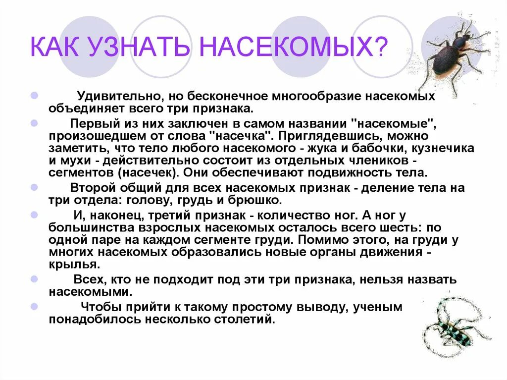 Разнообразие насекомых. Сообщение на тему многообразие насекомых. Многообразие насекомых презентация. Класс насекомые разнообразие. Текст про насекомых