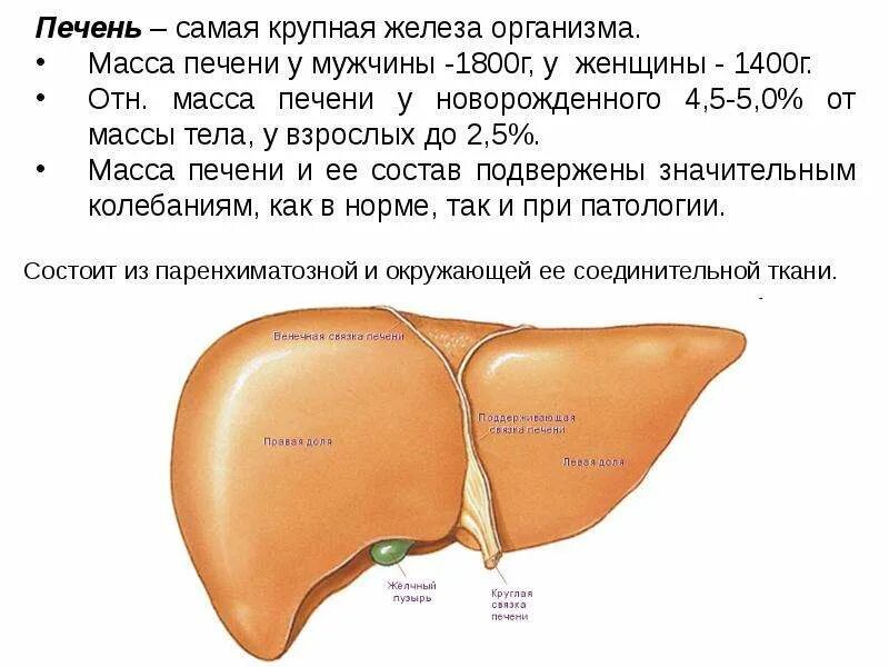 Гепатоза гепатомегалии. Доли печени.