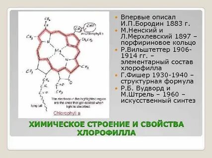 4 входит в состав хлорофилла