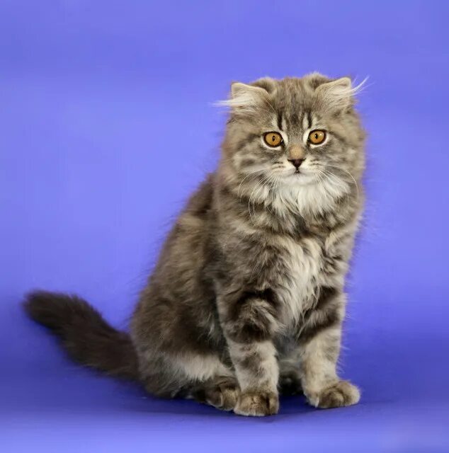 Хайленд-фолд шотландская вислоухая длинношерстная. Шотландская кошка хайленд страйт. Шотландский хайленд страйт длинношерстный. Шотландская кошка хайленд страйт. Фото шотландская длинношерстная.