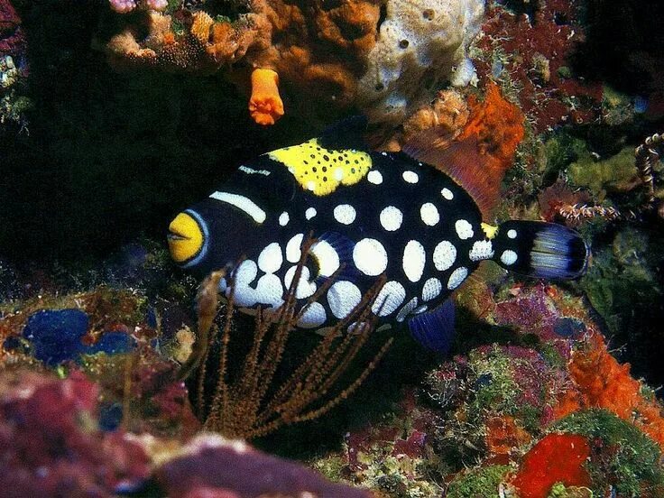 The Ocellaris clownfish is one of the most famous marine fish in the aquarium in