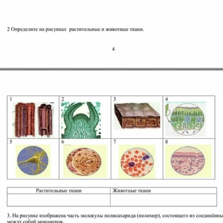 Типы тканей растений и животных 6 класс биология. Ткани растений и животных 5 класс биология. Виды тканей биология растений рисунки. Ткани растений 8 класс биология.