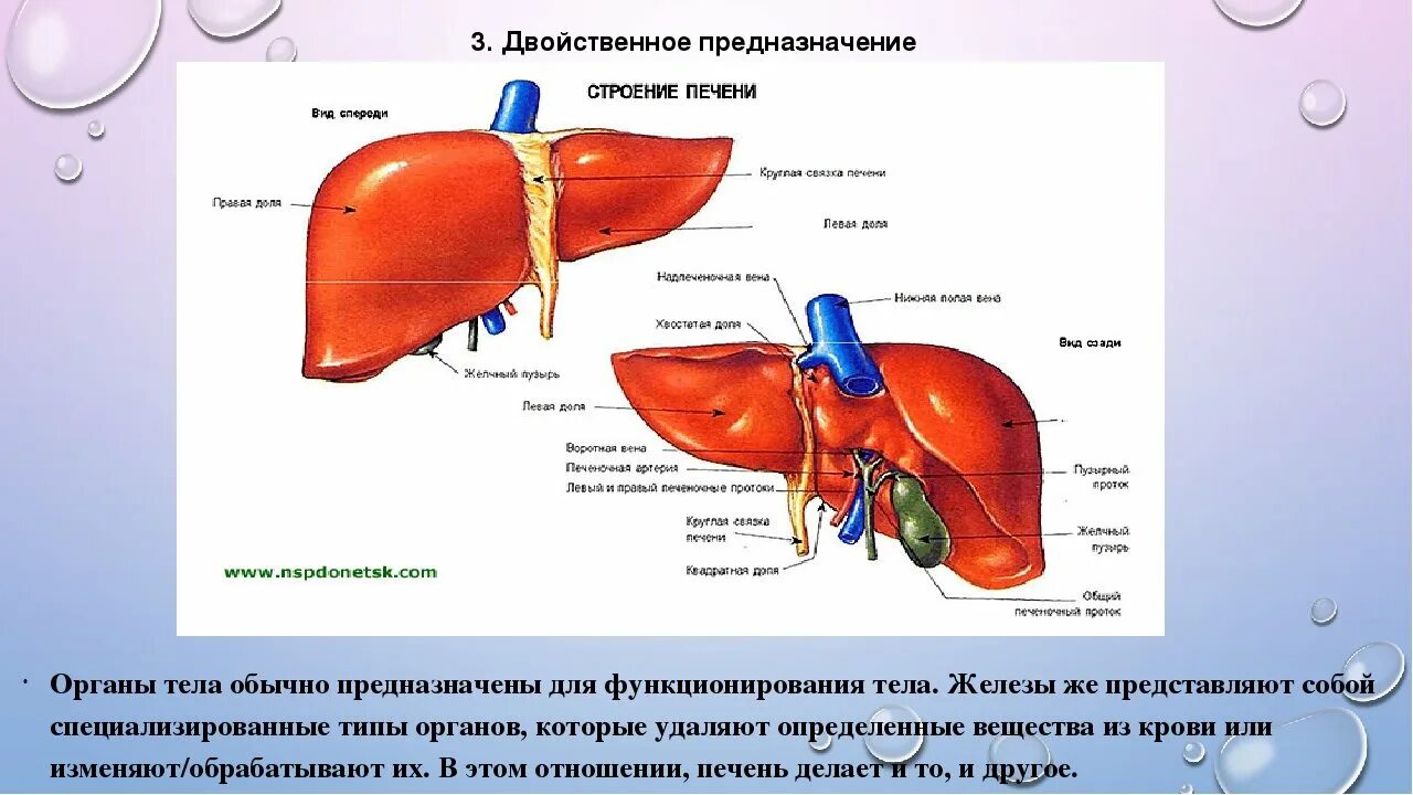 Печень орган какого обмена. Печень человека анатомия строение и функции печени. Строение печени вид спереди. Внутреннее строение печени анатомия. Печень вид снизу анатомия.