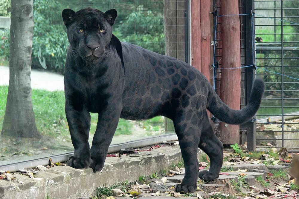 черный зоопарк. черный зоопарк. черный леопард и черный ягуар. московский зоопарк черные. яглион гибрид.