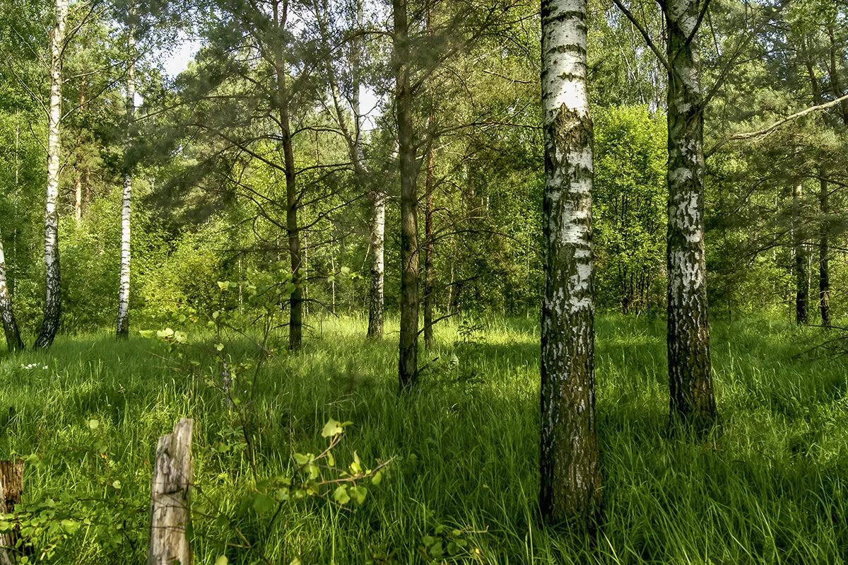 Реет лесом. Пихтово-еловые леса урала. Смешанные леса летом. Чистые леса. Реет лесом.