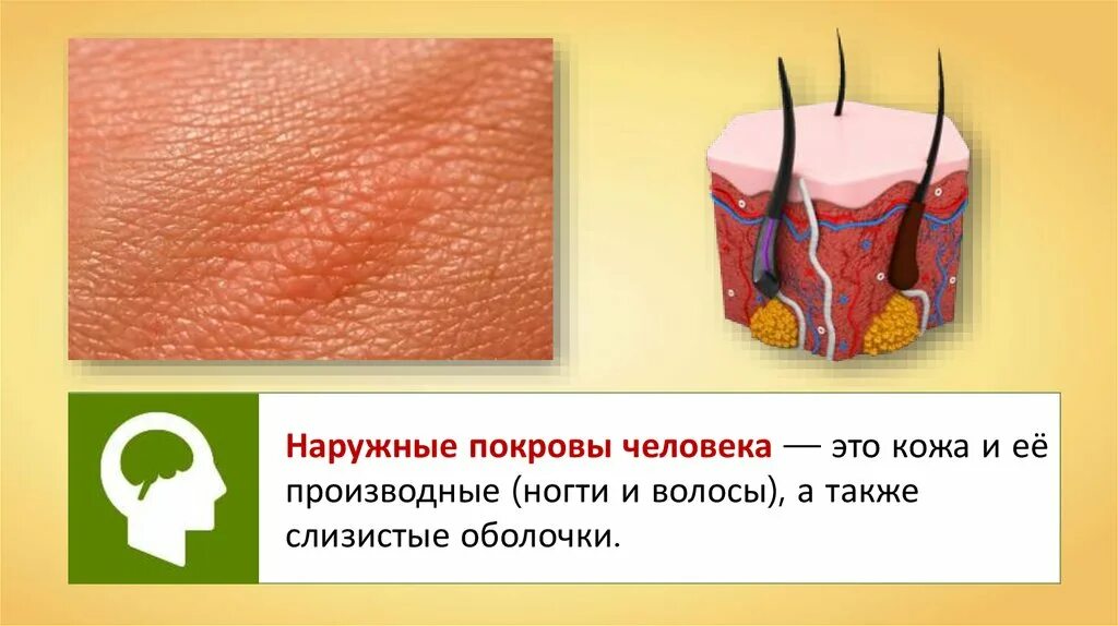 Строение и функции покровов тела. Наружные покровы человека. кожные покровы тела. покровы тела строение и функции кожи. кожа человека презентация.