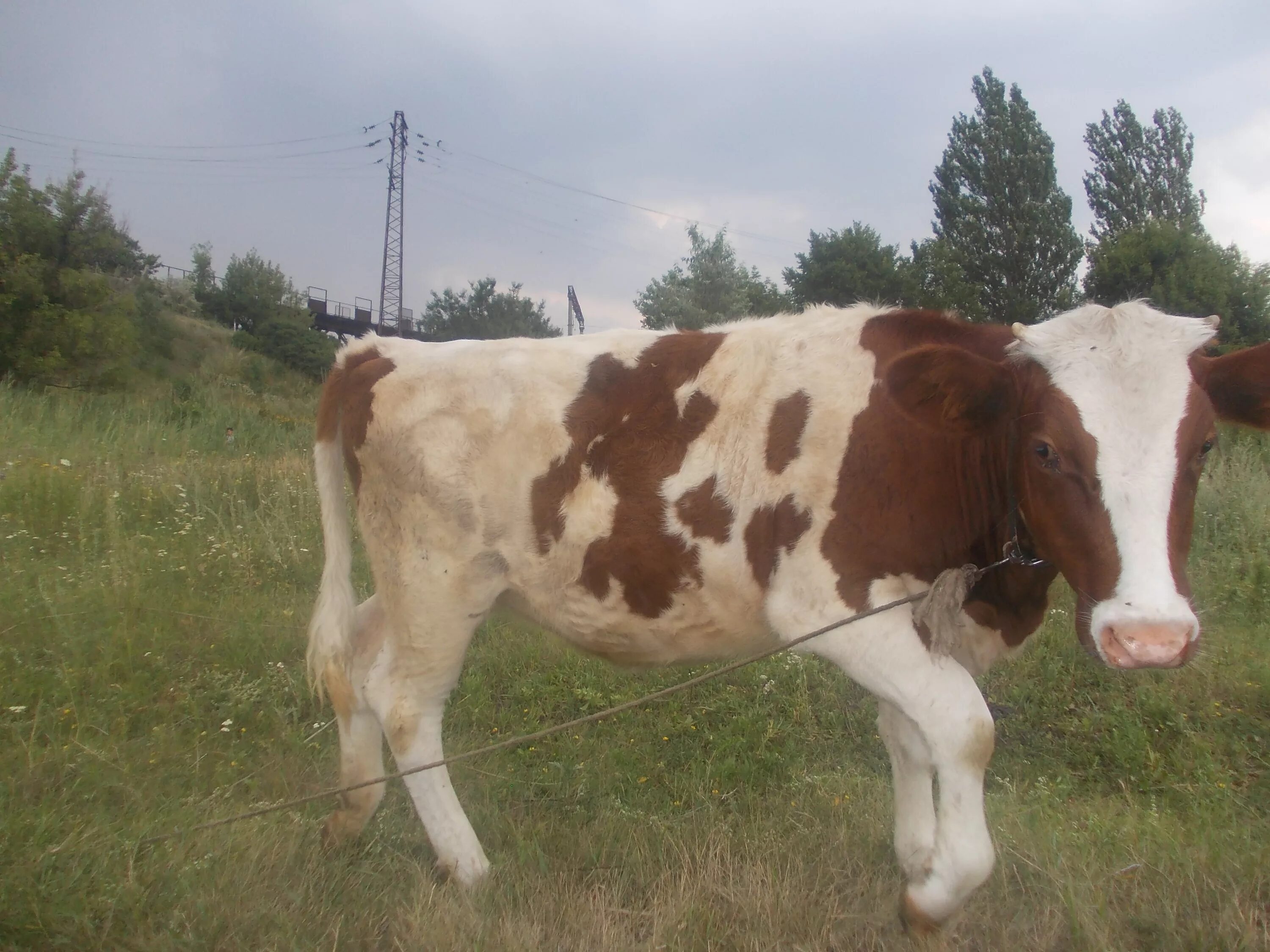 Продам корову дойную