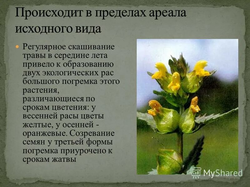 Симратрическоее видообраз. Дизруптивный отбор погремок луговой. Репродуктивная изоляция примеры. Погремок дизруптивный отбор. Популяция погремка.