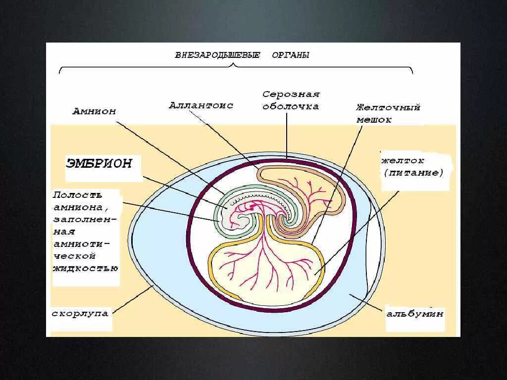 Аллантоис амниотическая оболочка. Строение яйца птицы амнион. Зародышевые оболочки амниот. Зародышевые оболочки амнион и хорион. Появление амниона и других зародышевых оболочек