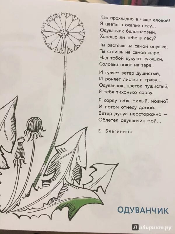 Как прохладно в чаще еловой