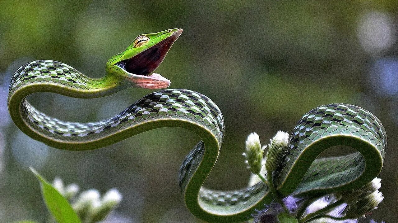 Мир про змей. Длиннорылая плетевидка. Плетевидный полоз. Плетевидная зеленая змея. Виноградная змея (длиннорылая плетевидка).