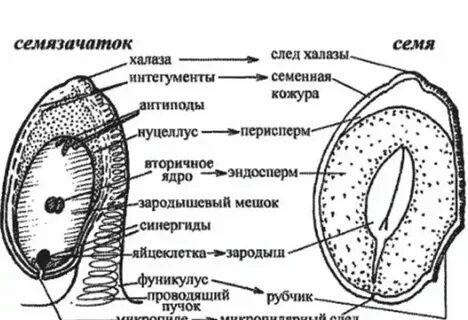 Покрытосеменные ткани какие