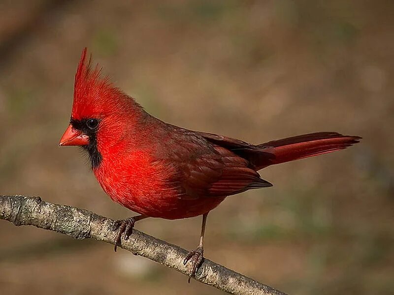 Маленький красный хвост. Красный Кардинал ред. Птицы с хохолком Кардинал. Черный Кардинал птица. Птица с красным хохолком.