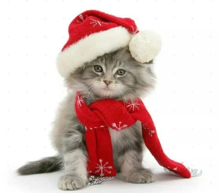 Новогодние аватарки с котиками милые. Новогодний кот. новогодние котята. котик в новогодней шапочке. котик в новогодней шапке.