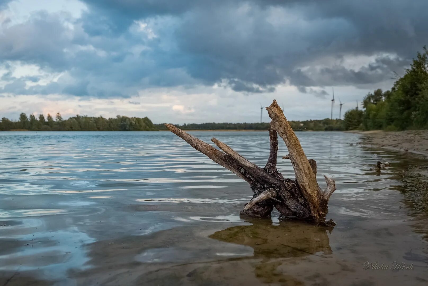 Коряга в реке. Озеро коряжник. Коряга в воде. Коряги на болоте. Озеро коряга.