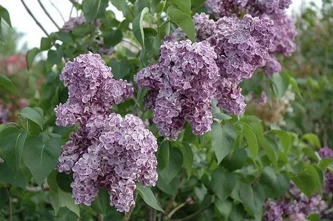 Сирень герои