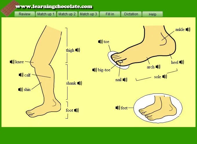 Leg перевод с английского. Стопа ноги анатомия. Нога описание частей. Calf часть тела. Feet на английском.