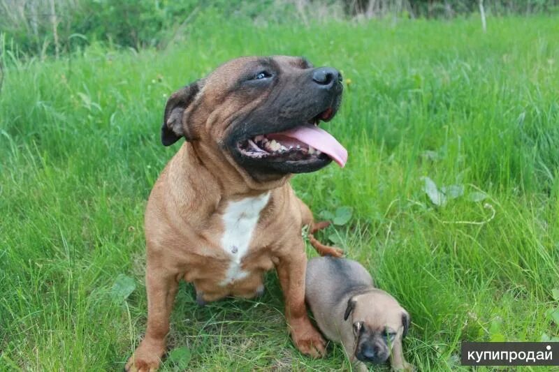 собака стаффордширский терьер. стафф американский стаффордширский терьер. ам стаффордширский терьер. американский стаффордширский терьер. американский стаффордширский терьер добрый.