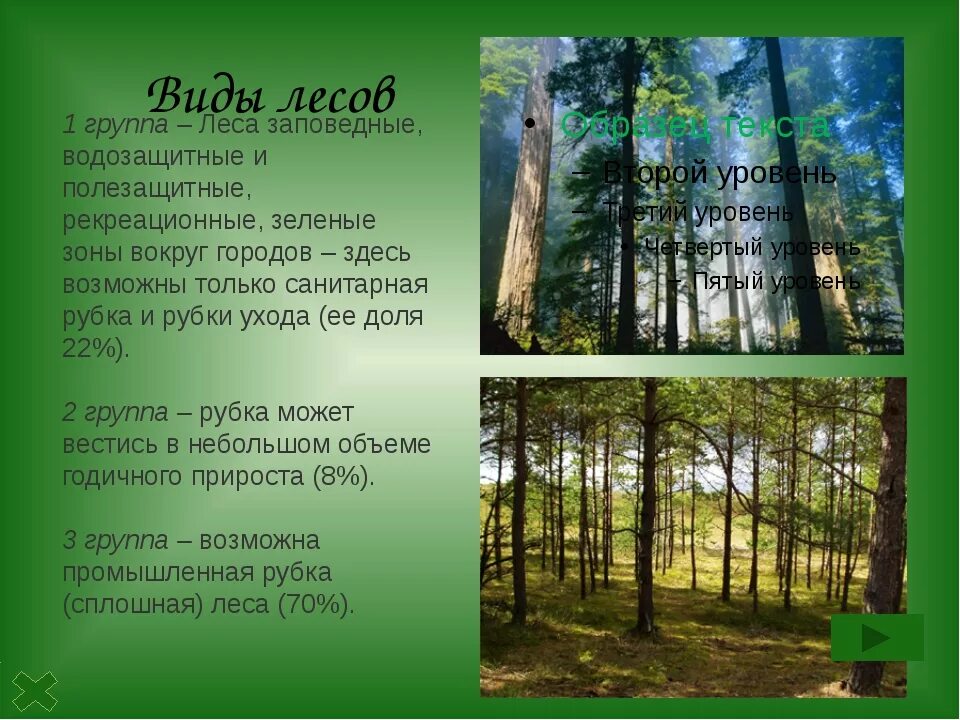 К какому уровню относится лес. К какому уровню относится лес