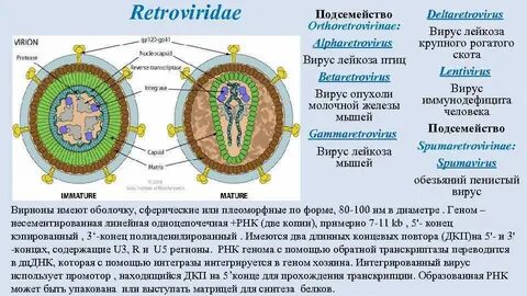 Вирус лейкемии