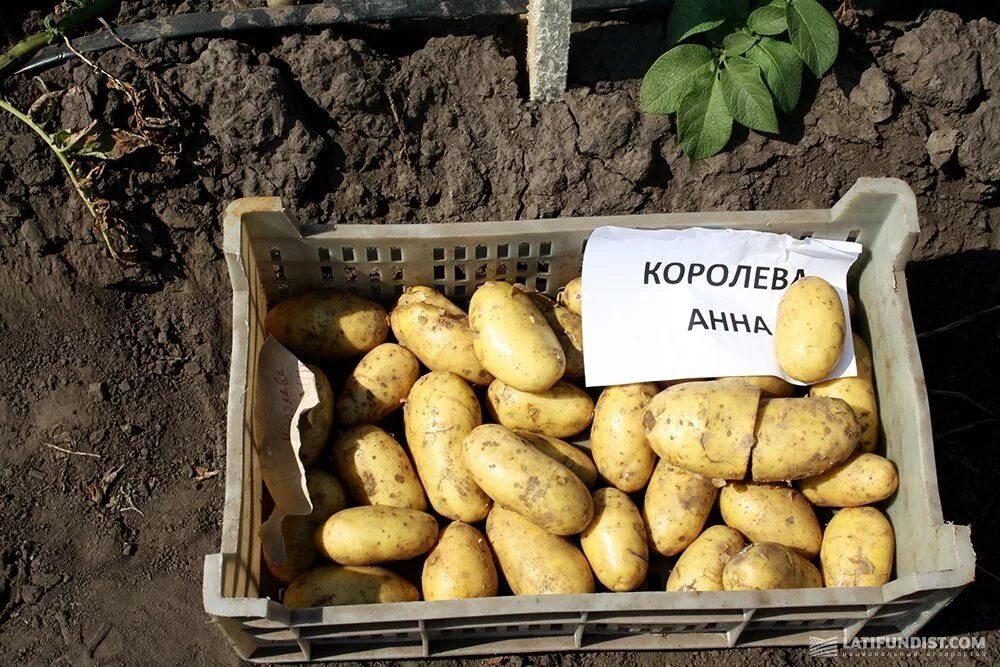 Королева Анна Картофель Семенной (Репродукция ЭЛИТ). Семена овощей