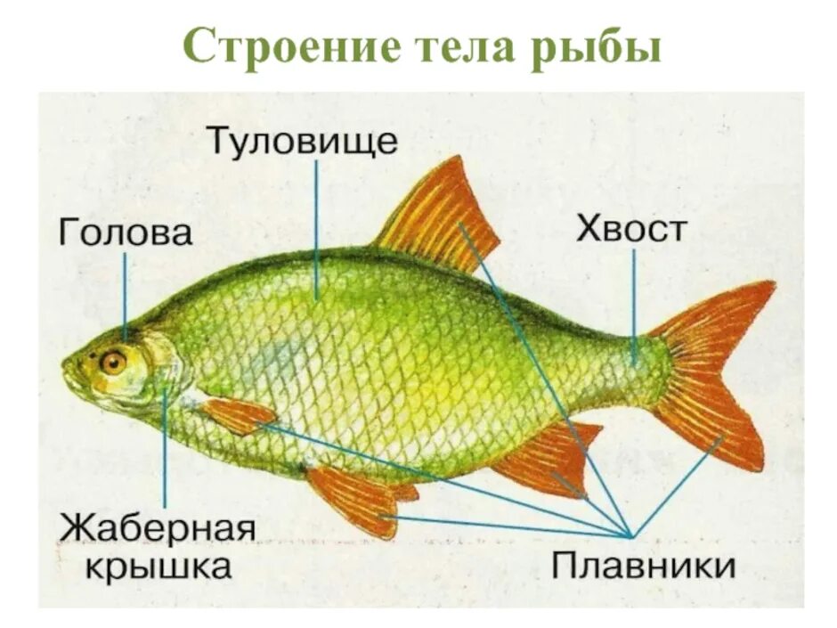 Каково внешнее строение рыб. Строение рыбы красноперки. строение тела рыбы. строение частей тела рыбы. строение рыбы схема.