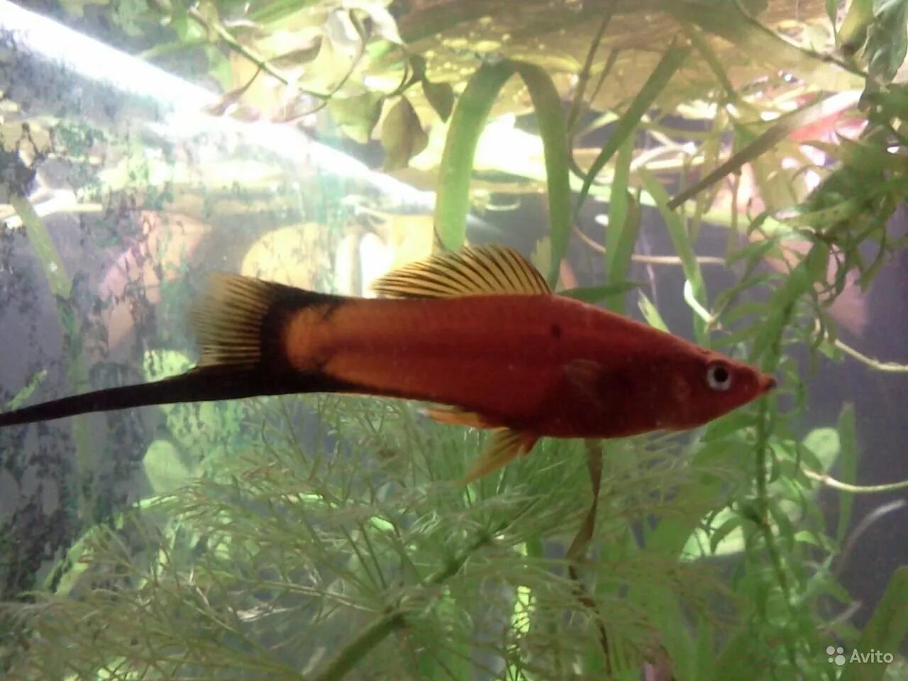 Красный меченосец рыбка аквариумная. Самка меченосца фото. Меченосец красный чернохвостый. Красные меченосцы рыбки. Сасамки и самцы меченосцев.