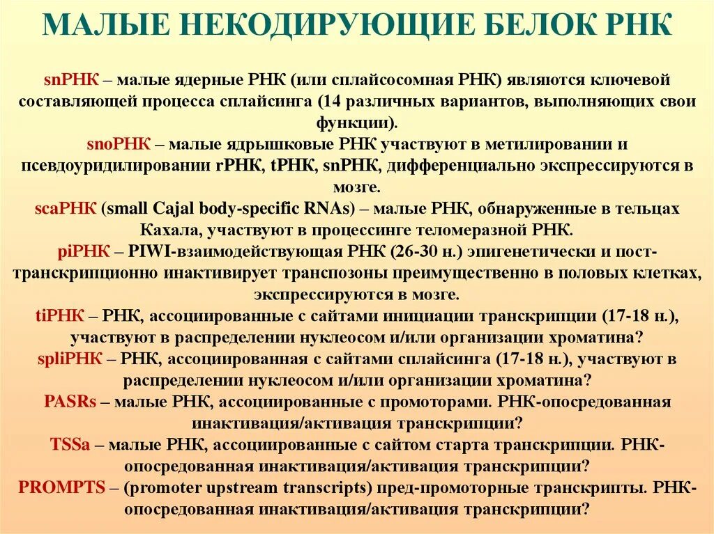 Малые некодирующие РНК. Кодирующие и некодирующие РНК. Малые некодирующие РНК функция. Некодирующие РНК прокариот.