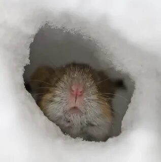 Хомяк зимой