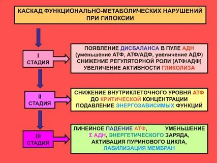 Гипоксия при нарушении кровообращения