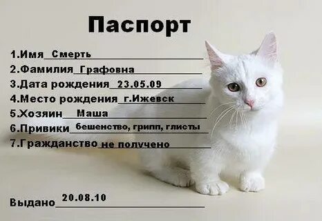 Давай придумаем другое имя для кота