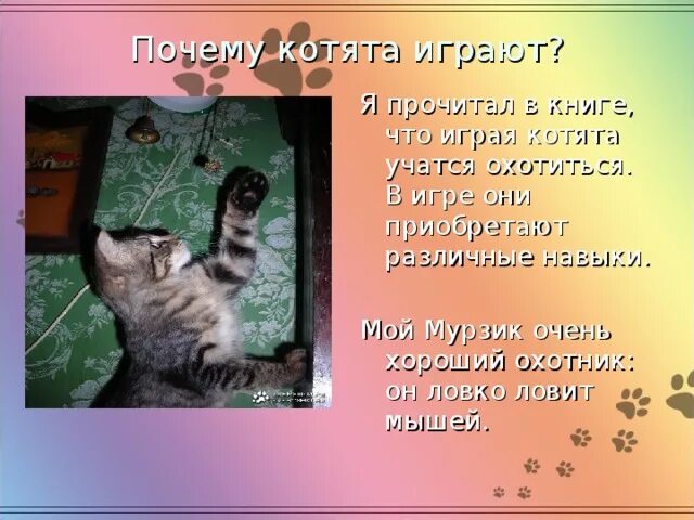 Песня котикам компьютеры не нравятся текст. Рассказ про кота Мурзика. Почему котята играются. Почему я котенок. Мурзик называют почему котов.