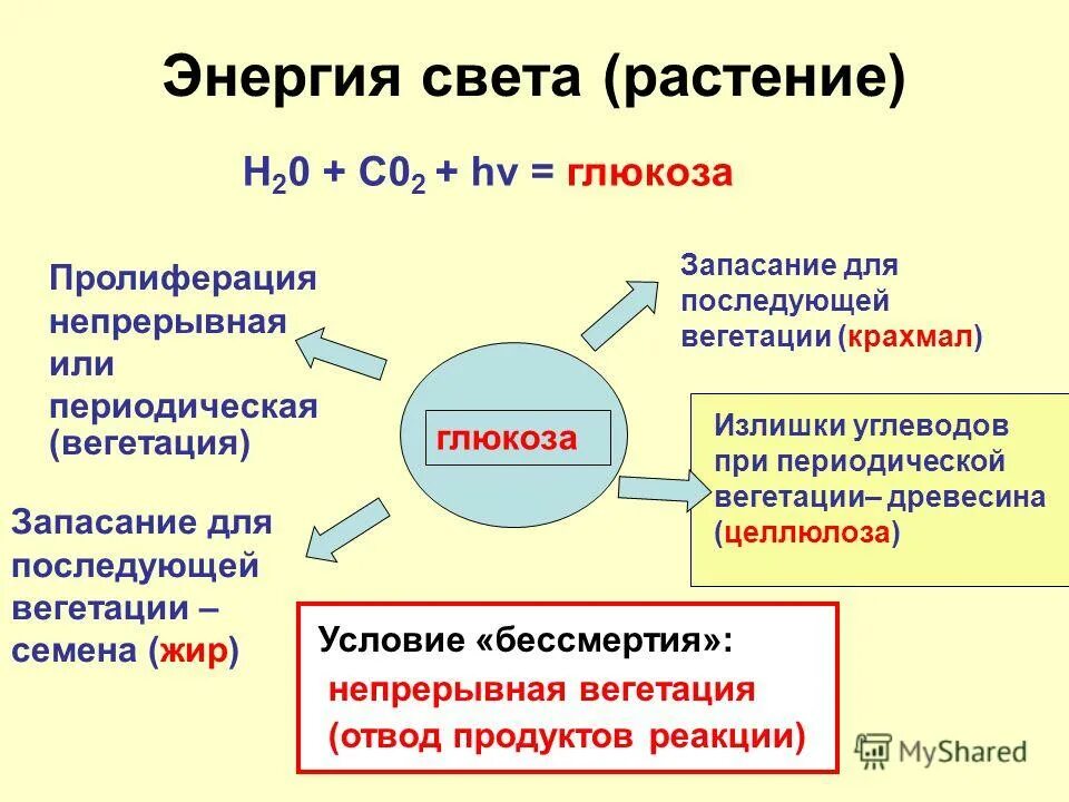 В форме чего происходит запасание избытка углеводов. Избыток углеводов. Животные запасают углеводы в виде. В форме чего происходит запасание избытка углеводов. Схема регуляции катаболизма глюкозы.